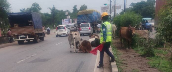 कलेक्टर जितेन्द्र यादव ने ली जिला सड़क सुरक्षा समिति की बैठक