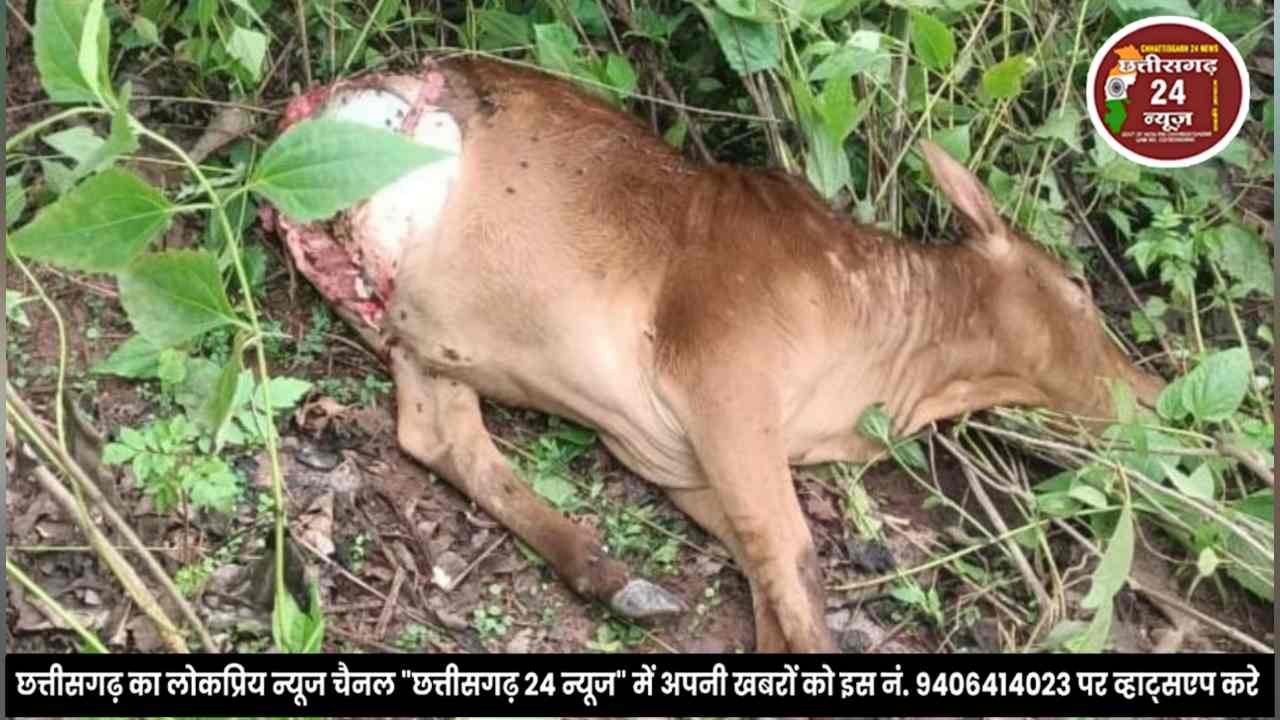 मधोता के बाद लामकेर में बाघ की आहट, बैल का किया शिकार