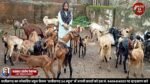 बकरी पालन से बनी "हिना परवीन" आत्मनिर्भरता "बकरी पालन"