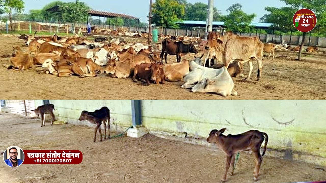 पाटन नगर पंचायत का गौठान बना गौसेवा की मिसाल- अध्यक्ष योगेश निक्की भाले