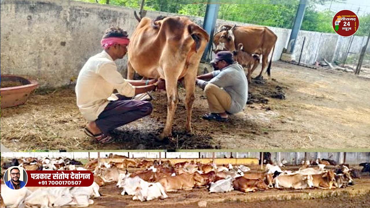 पाटन नगर पंचायत का गौठान बना गौसेवा की मिसाल- अध्यक्ष योगेश निक्की भाले