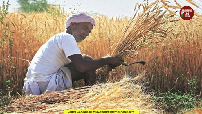 किसानों के लिए खुशखबरी : धान के बदले अन्य फसलों पर मिलेगी 15,000 रुपए सहायता राशि