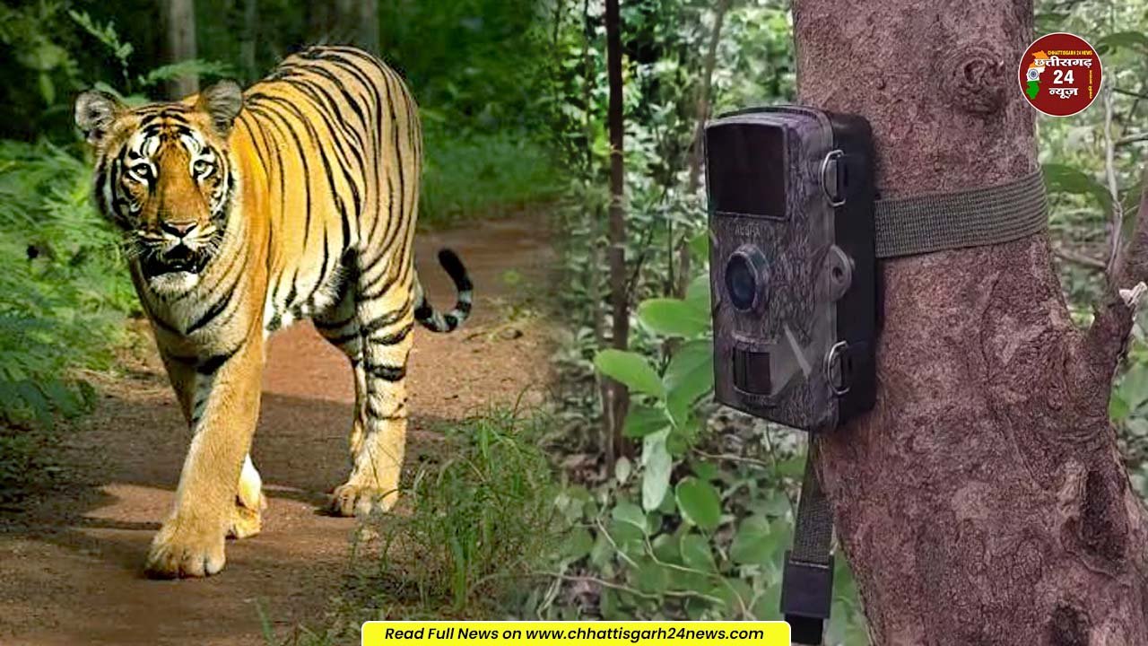 मोहला-मानपुर में बाघ की हलचल से ग्रामीणों में दहशत