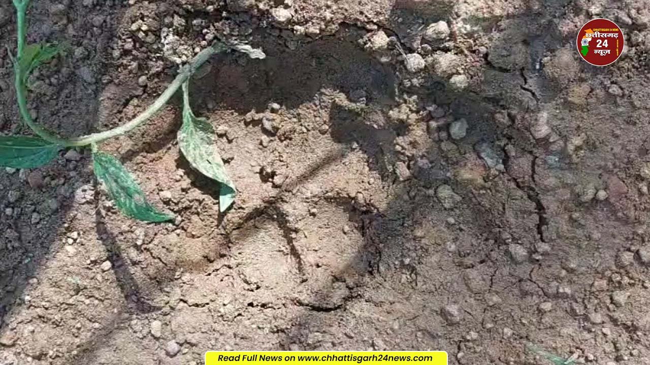 मोहला-मानपुर में बाघ की हलचल से ग्रामीणों में दहशत