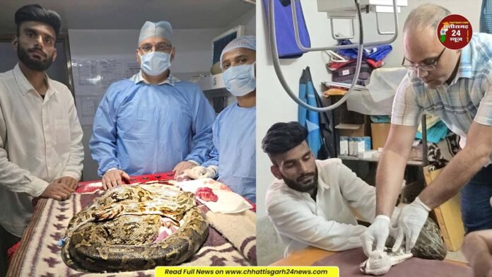देश में पहली बार अजगर की सर्जरी का दावा ! बिलासपुर में हुआ ऑपरेशन